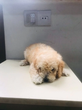 Toy Poodle