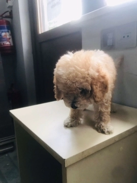Toy Poodle