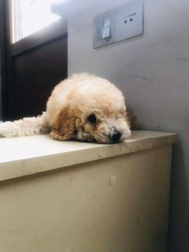 Toy Poodle