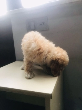 Toy Poodle