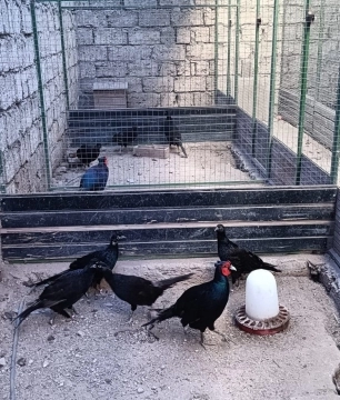 Qırqovullar