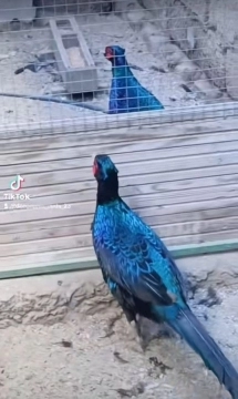 Qırqovullar