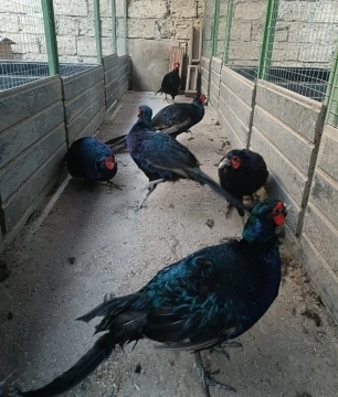 Qırqovullar