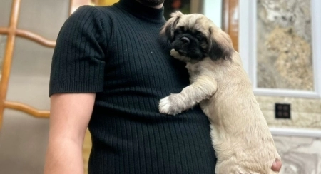 Pekines