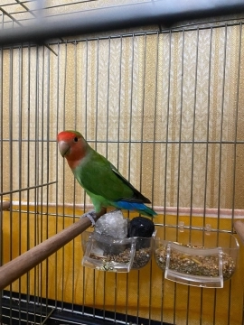 Tutuquşu
