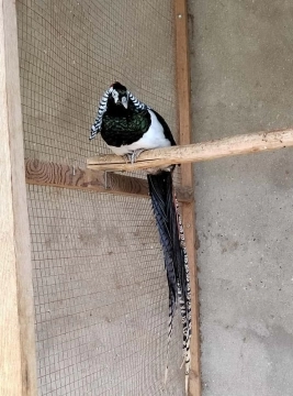 Almaz qırqovulu