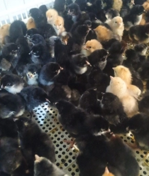 Cücələr