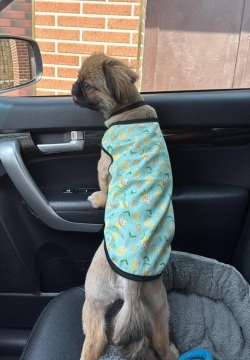 Pekines balası