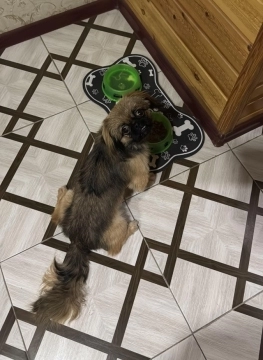 Pekines balası