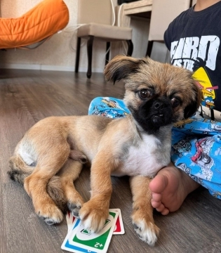 Pekines balası