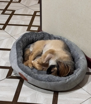 Pekines balası