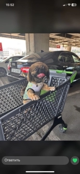 Pekines balası