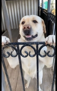 Labrador retriver