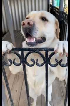 Labrador retriver