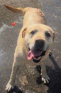 Labrador retriver