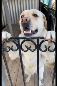 Labrador retriver