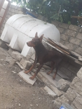 Doberman