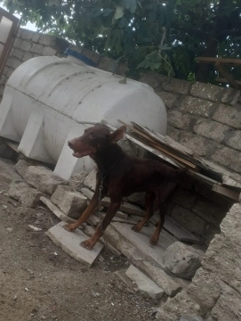 Doberman