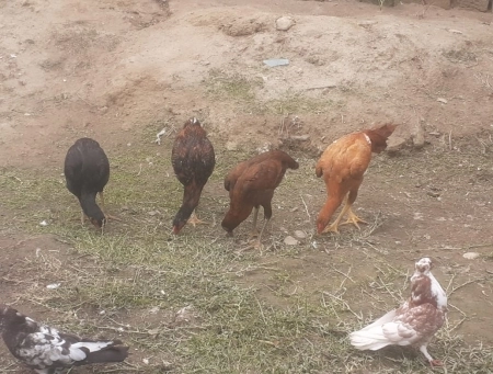 Çolpa və fərələr