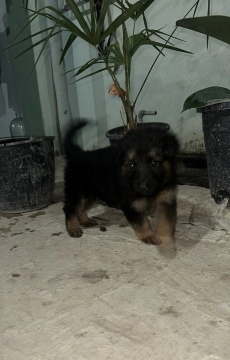 Alman ovçarkası balası