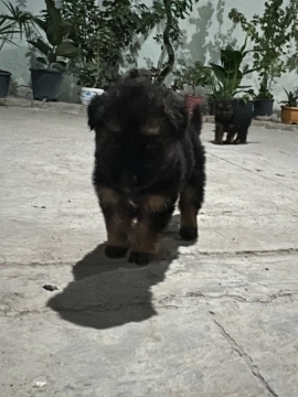 Alman ovçarkası balası
