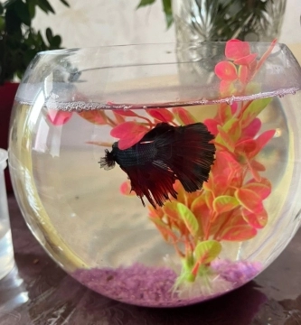 Betta balığı