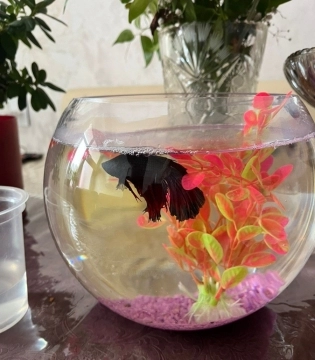 Betta balığı