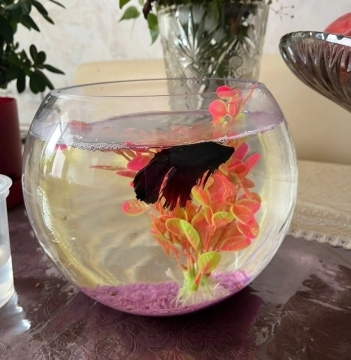 Betta balığı