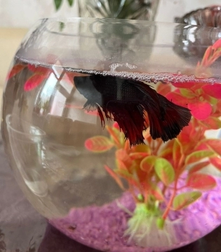 Betta balığı