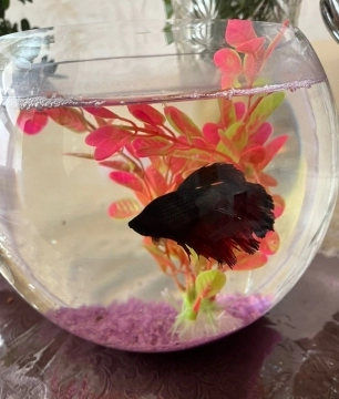 Betta balığı