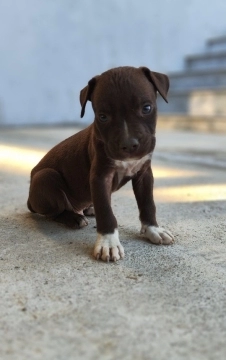 American pitbul terrier