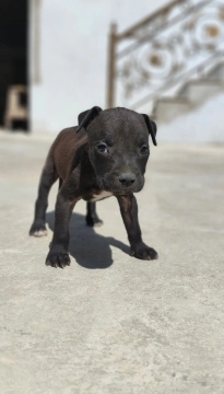American pitbul terrier