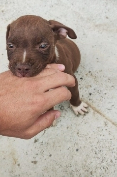 American pitbul terrier