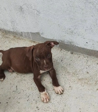 American pitbul terrier