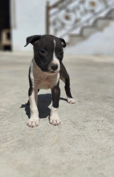 American pitbul terrier