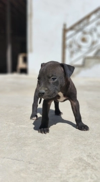 American pitbul terrier
