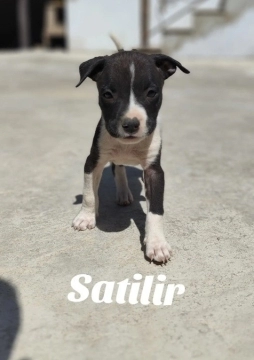 American pitbul terrier