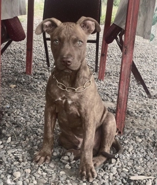 Pitbul