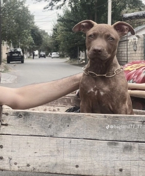 Pitbul
