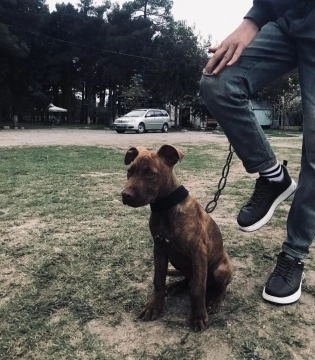 Pitbul