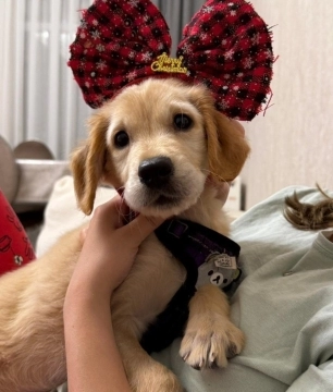 Golden retriver bala