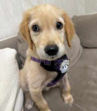 Golden retriver bala