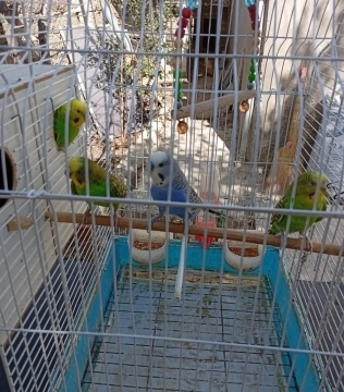 Tutuquşular