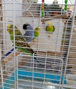Tutuquşular
