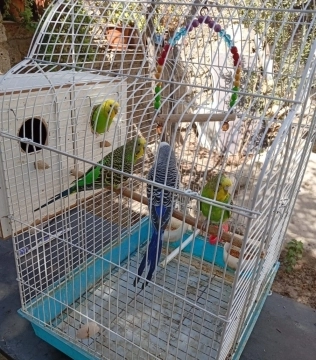 Tutuquşular