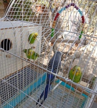 Tutuquşular