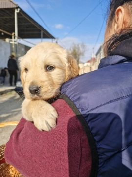 Golden retriver