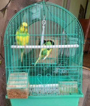 Tutuquşular