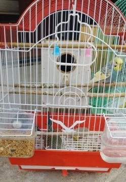 Tutuquşular