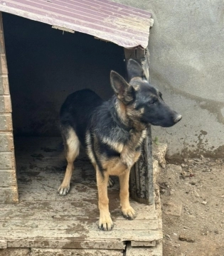 Alman ovçarkası